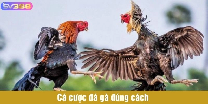 Cá cược đá gà đúng cách 
