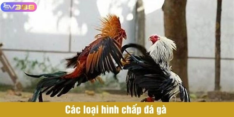 Các loại hình chấp đá gà 