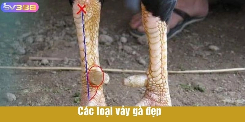 Các loại vảy gà đẹp 