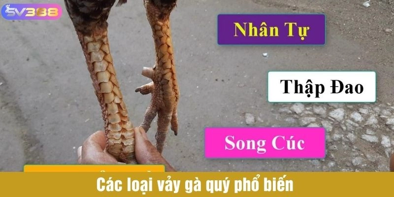 Các loại vảy quý phổ biến 