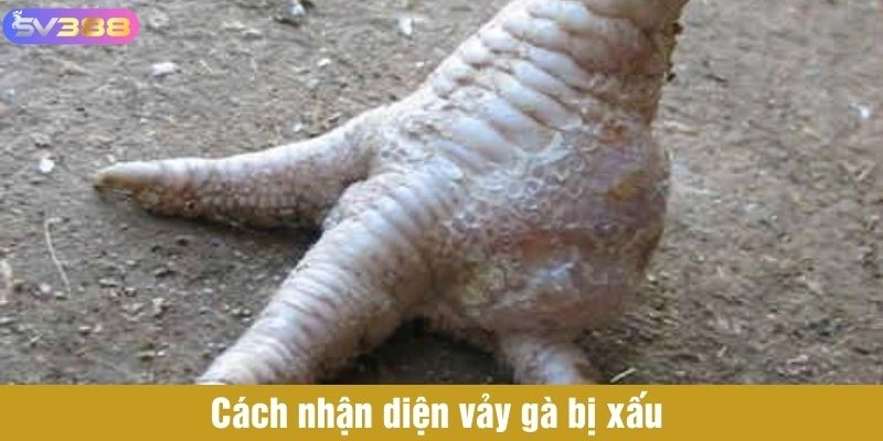 Cách nhận diện vảy gà bị xấu 