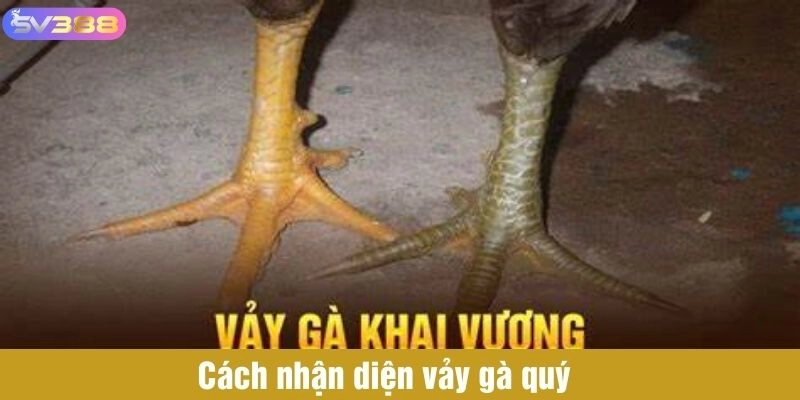 Cách nhận diện gà có vảy quý