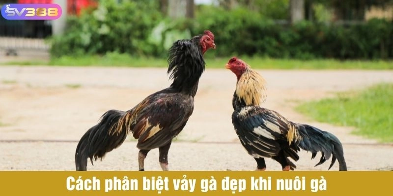 Cách phân biệt gà có vảy đẹp 