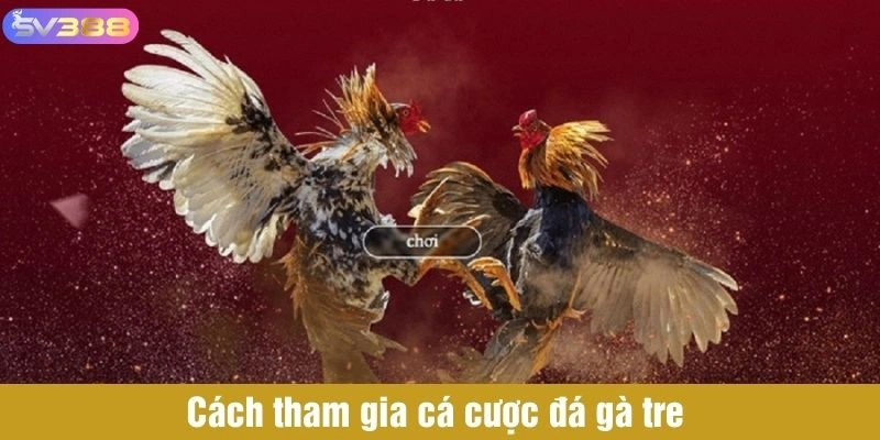 Cách tham gia cá cược đá gà tre 