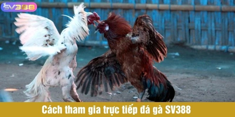 Cách tham gia trực tiếp đá gà SV388 