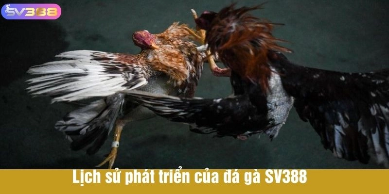 Lịch sử phát triển của đá gà SV388 