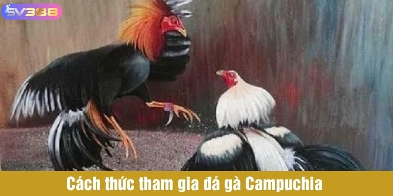 Cách thức tham gia đá gà Campuchia