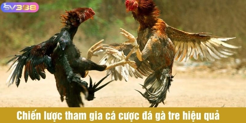 Chiến lược tham gia cá cược đá gà tre hiệu quả 