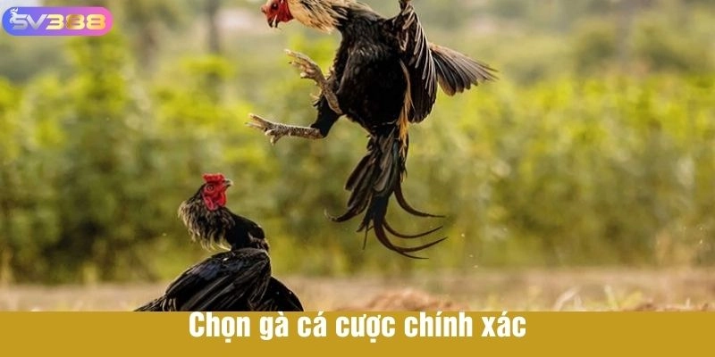 Mẹo chọn gà cá cược đúng cách 
