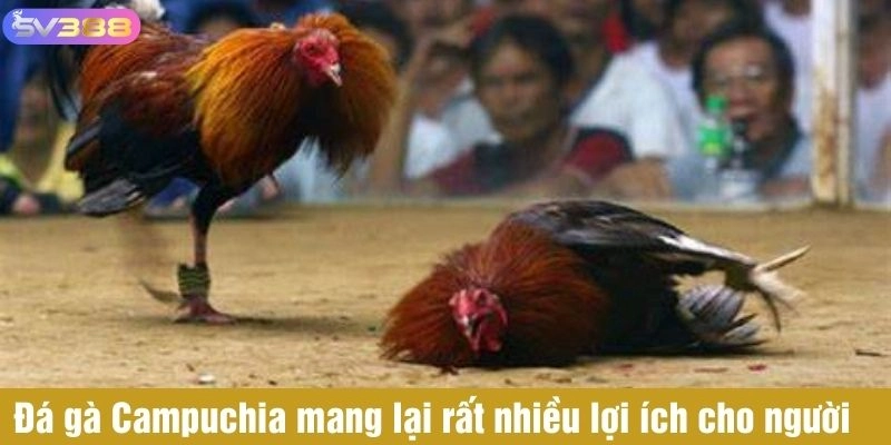Đá gà Campuchia thu hút rất nhiều người chơi