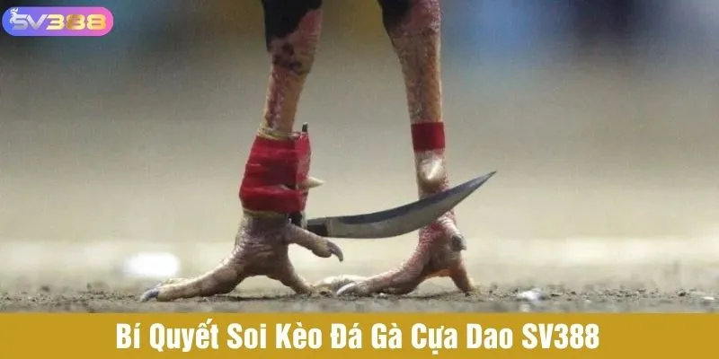Bí quyết soi kèo đá gà cựa tại nhà cái SV388