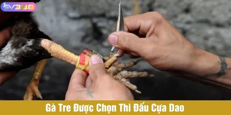 Gà tre được chọn tham gia thi đấu cựa dao