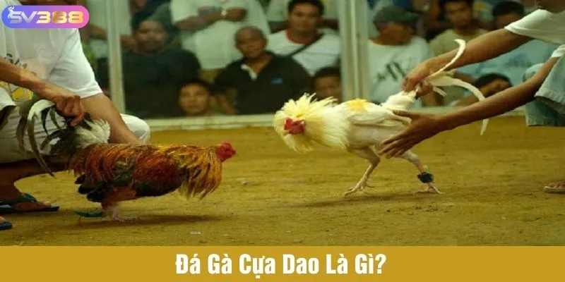 Gà chiến được lắp thêm cựa dao tăng tính sát thương