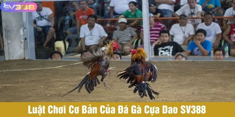 Luật chơi cơ bản của đá gà cựa dao khi cá cược tại SV388