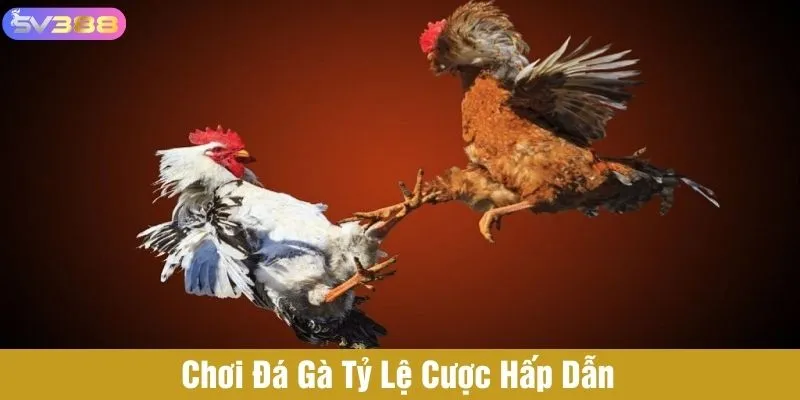 Chơi đá gà SV388 tỷ lệ cược hấp dẫn
