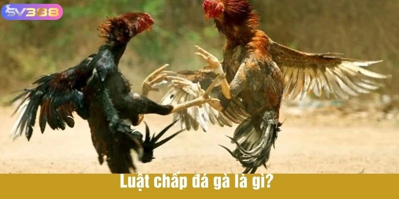 Luật chấp đá gà là gì?