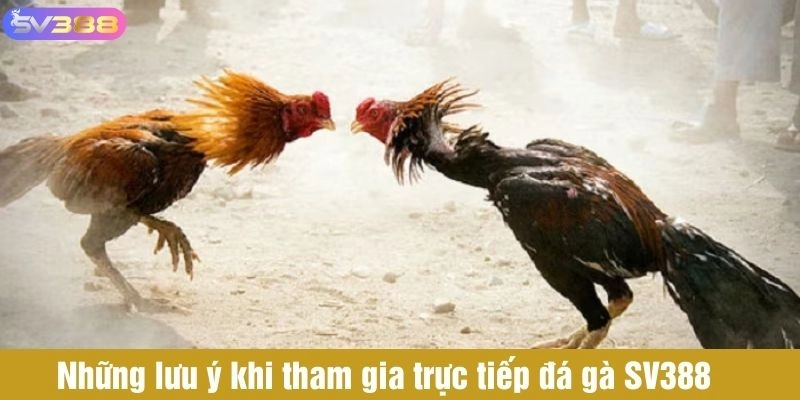 Những lưu ý khi tham gia trực tiếp đá gà SV388 