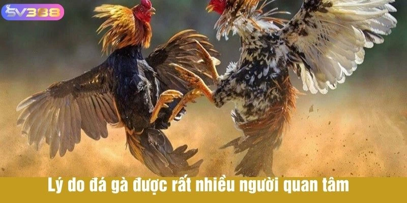 Lý do xem đá gà hôm nay được rất nhiều người quan tâm 