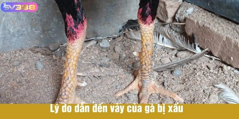 Lý do dẫn đến vảy của gà bị xấu 