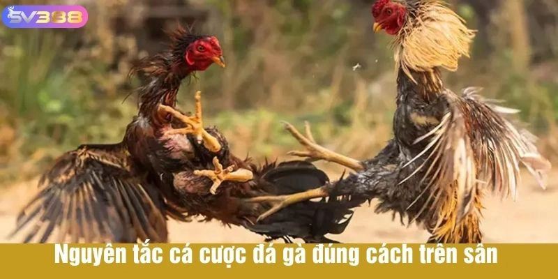 Nguyên tắc cá cược đá gà đúng cách trên sân 