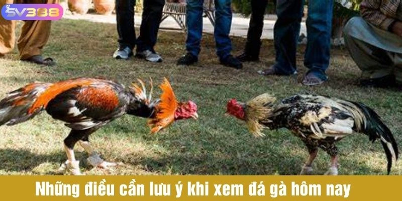Những điều cần lưu ý khi xem đá gà hôm nay 