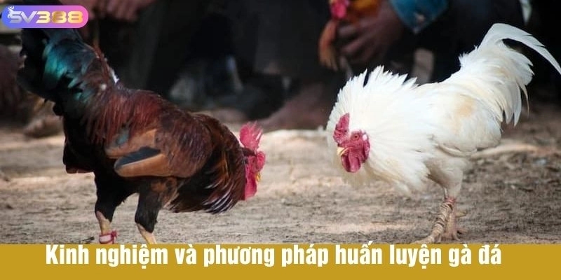 Kinh nghiệm chơi đá gà và huấn luyện dành cho người mới tham gia 