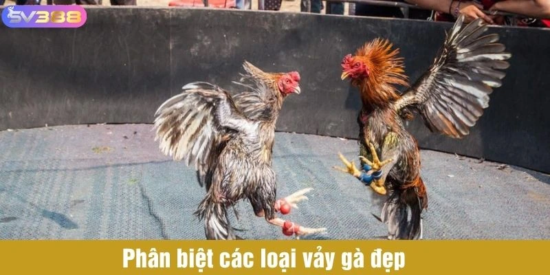 Phân biệt các loại vảy gà đẹp 
