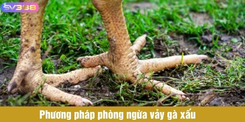 Phương pháp phòng ngừa vảy gà xấu 