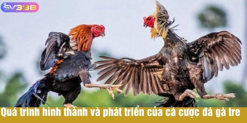 Quá trình hình thành và phát triển của cá cược đá gà tre 