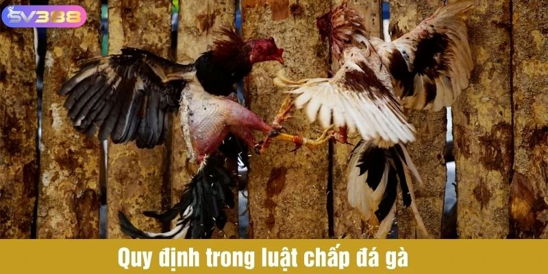 Quy định trong luật chấp đá gà 