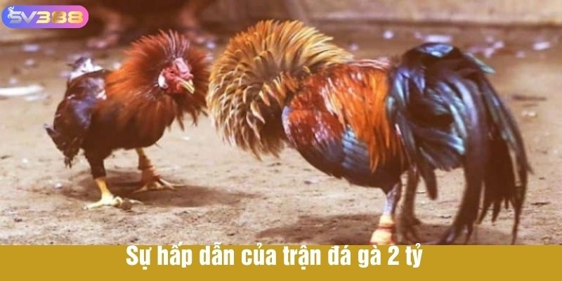 Sự hấp dẫn của trận đá gà 2 tỷ 