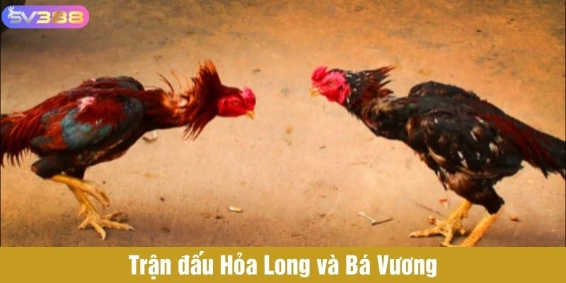 Trận đấu Hỏa Long và Bá Vương 