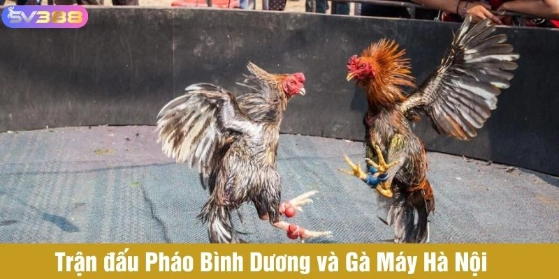 Trận đấu Pháo Bình Dương và Gà Máy Hà Nội