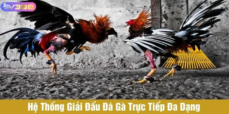 Đá gà trực tiếp có hệ thống giải đấu đa dạng