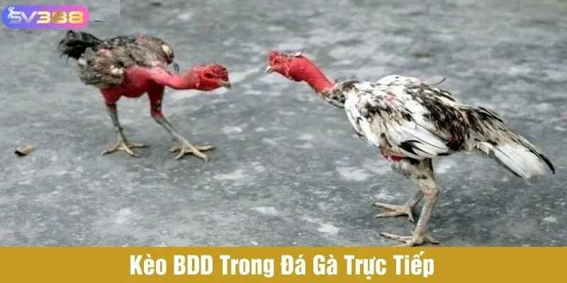 Kèo BDD trong đá gà trực tiếp - kèo hòa