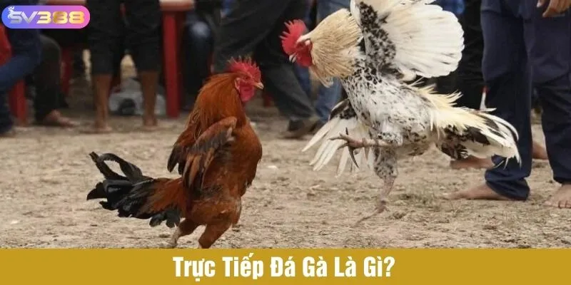 Xem trực tiếp đá gà tại nhà cái SV388 và cá cược cho chiến kê yêu thích