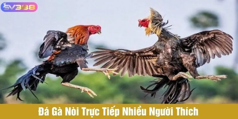 Đá gà nòi trực tiếp nhiều người thích