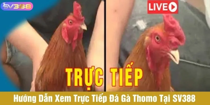 Muốn xem trực tiếp đá gà Thomo SV388 cần đăng nhập tài khoản
