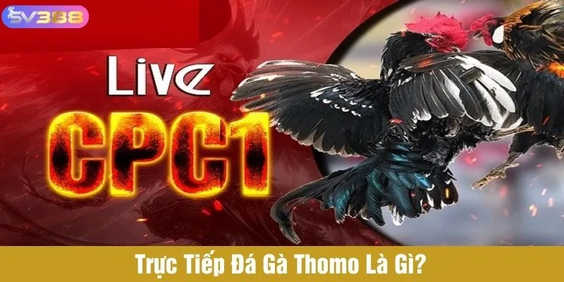 Tìm hiểu hình thức trực tiếp đá gà Thomo tại SV388