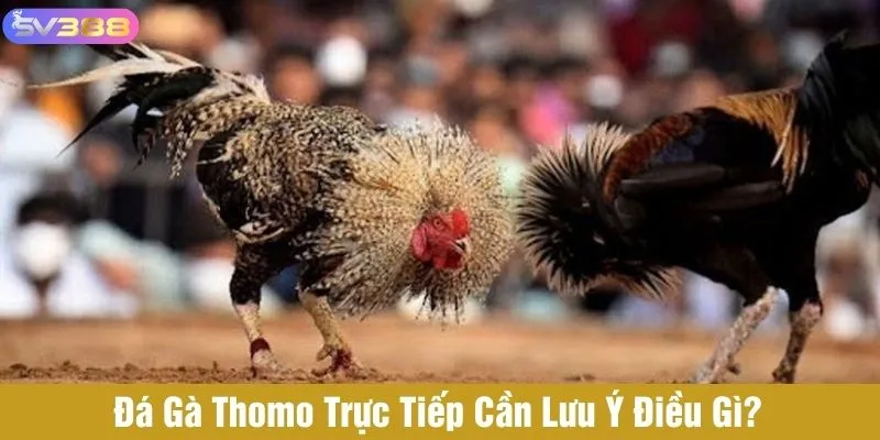 Cần lưu ý gì khi xem trực tiếp đá gà Thomo?