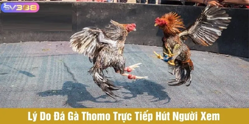 Đá gà trực tiếp Thomo có cộng đồng người chơi lớn