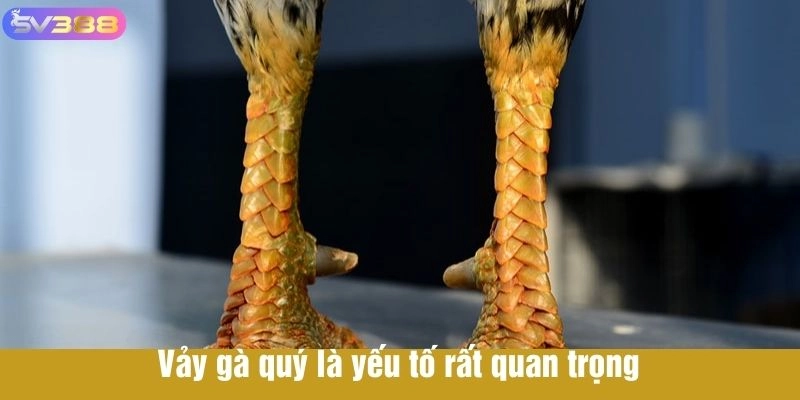   Gà có vảy quý là yếu tố rất quan trọng 