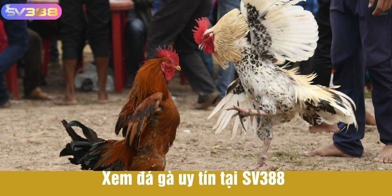Xem đá gà uy tín tại SV388