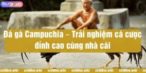 đá gà campuchia