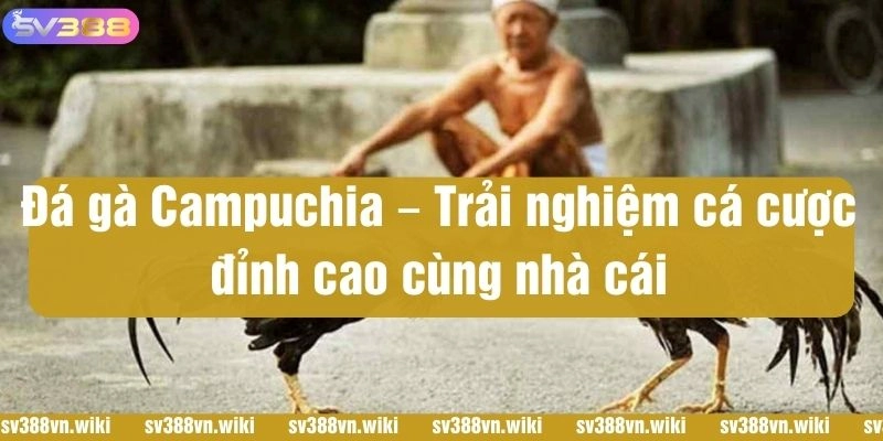 đá gà campuchia