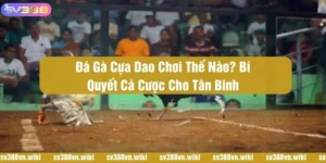 Đá gà cựa dao
