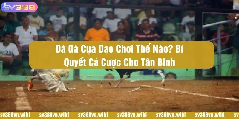 Đá gà cựa dao