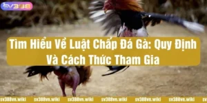 luật chấp đá gà