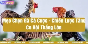 meo chon ga ca cuoc
