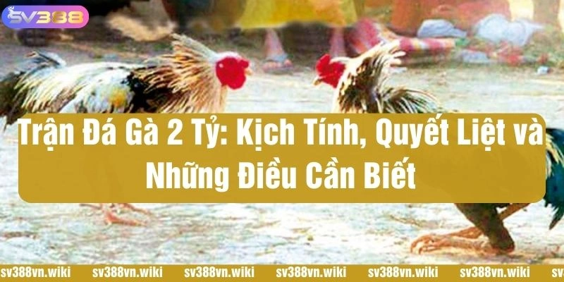 trận đá gà 2 tỷ